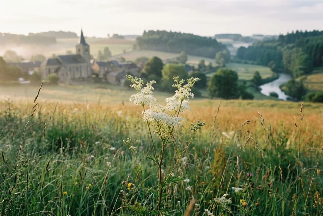 Le Mélot des Prairies Gaumaises : Une Fleur du Printemps au Parfum Envoûtant