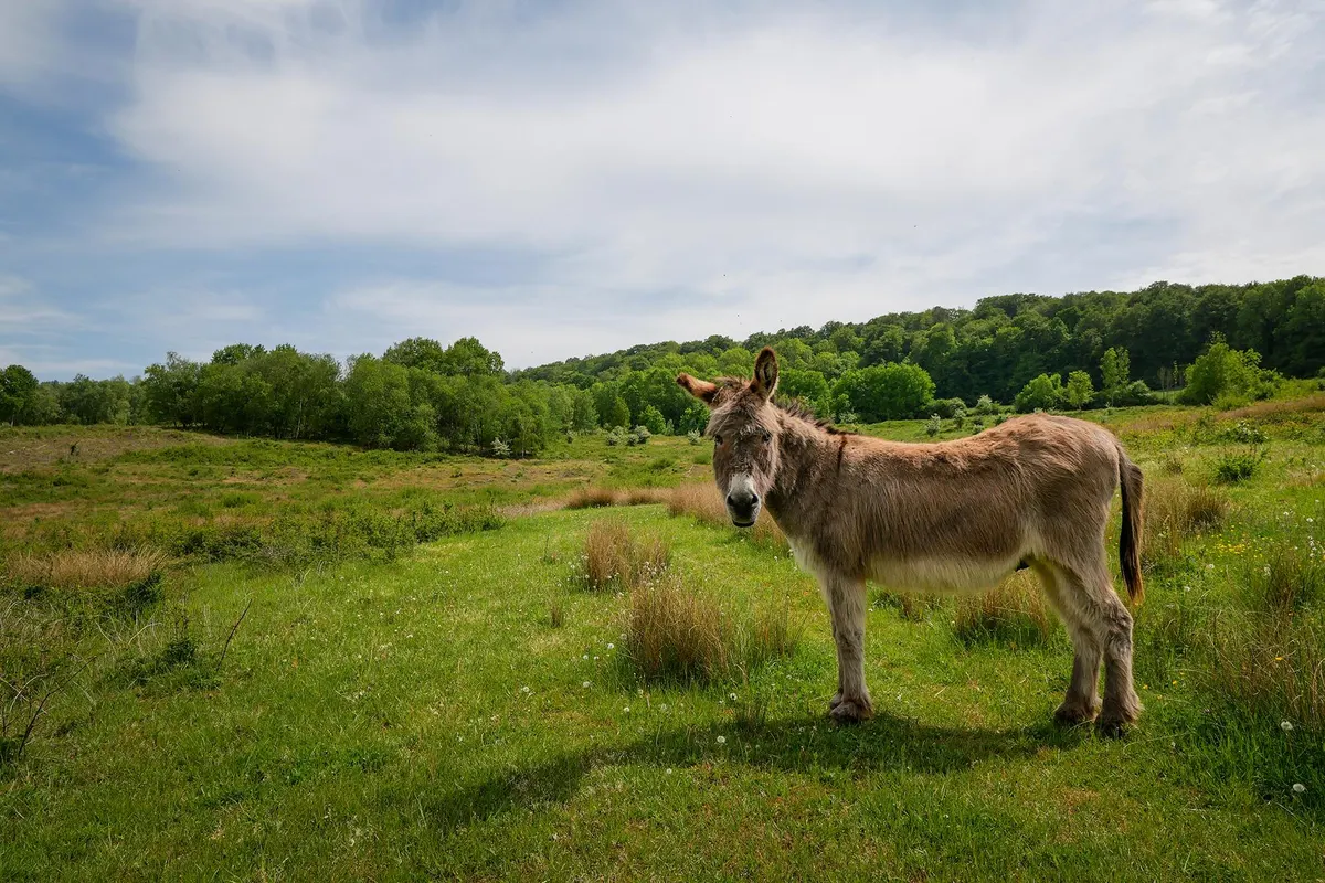 Naturreservat Musson: Natur und Erbe der Eisenindustrie