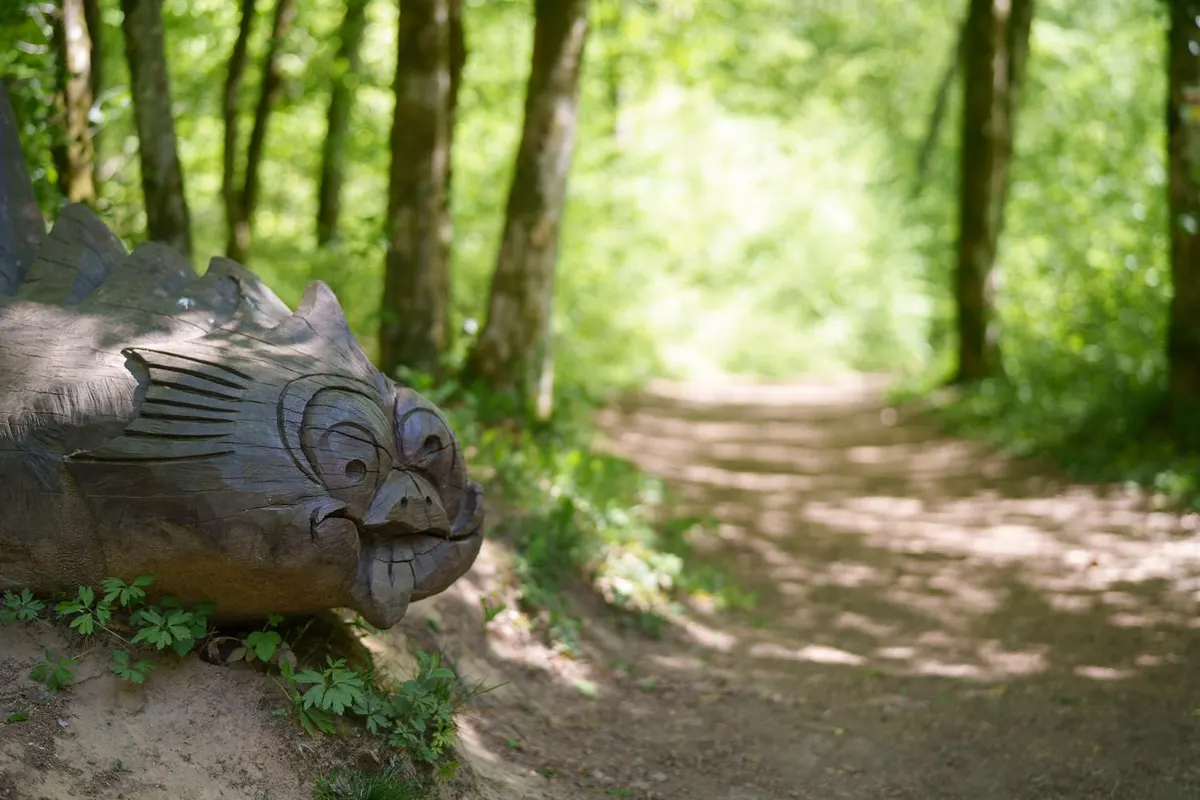 Der Traumpfad: zwischen Waldmeister und Baumstämmen