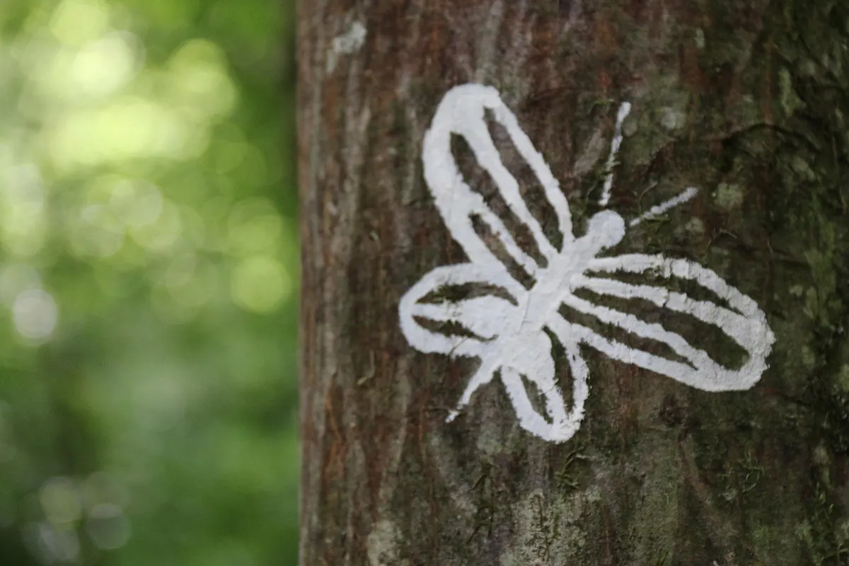 Der Traumpfad in Herbeumont: Kunstspaziergang im Wald