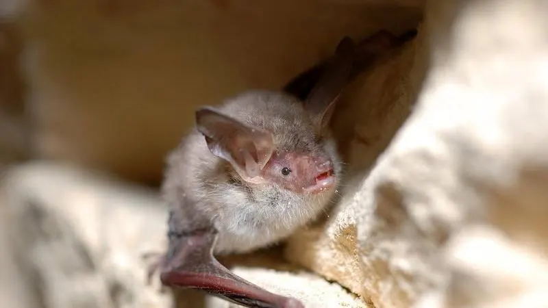 Wings of the Night: A Bat Watching Experience